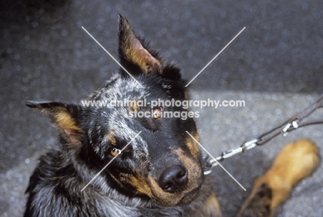 beauceron, harlequin colour,  with cropped ears