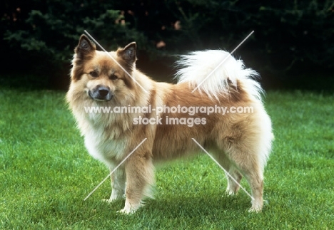 iceland dog at akureyri, iceland, side view