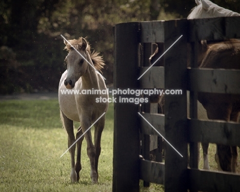 white foal standing by fence