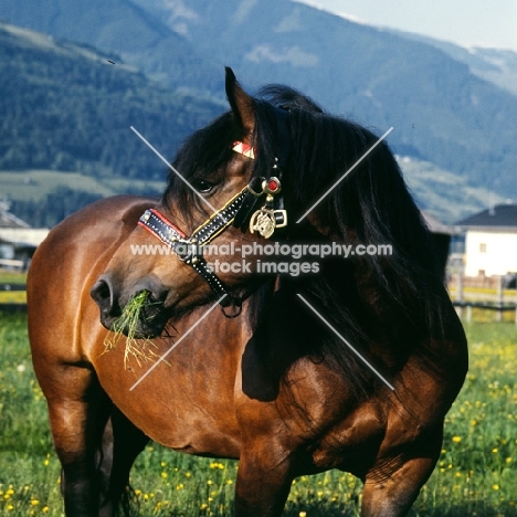 noric mare eating grass