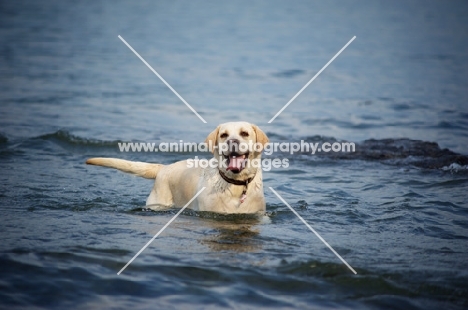 cream labrador retriever standing and smiling in a lake