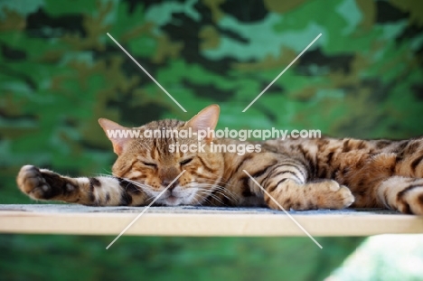 close-up of bengal cat sleeping 