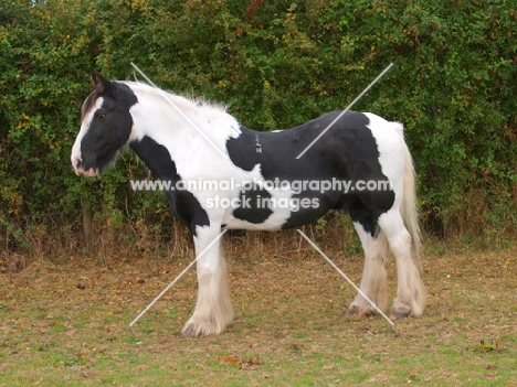 Piebald horse side view