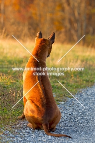 Thailand Ridgeback back view