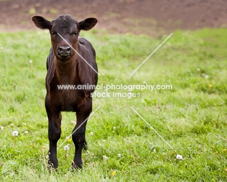 Black Angus calf in standing in a field looking at camera