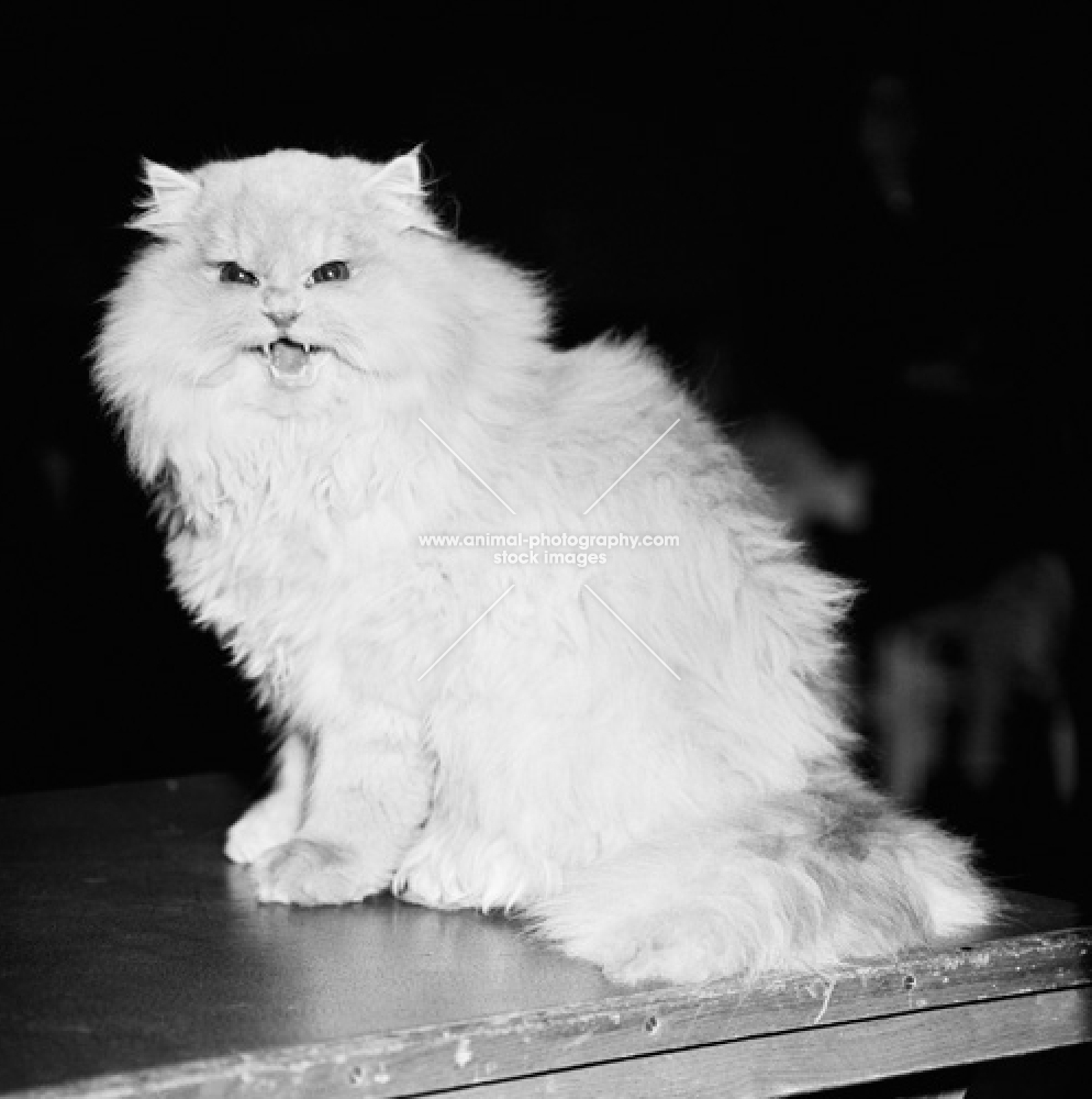 cream long haired cat complaining