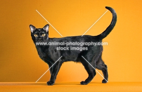 lovely Bombay cat on orange background