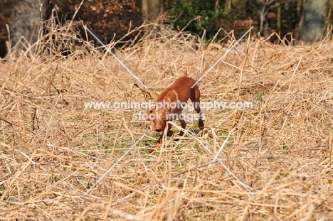 Vizsla pointing at game with hind leg held high