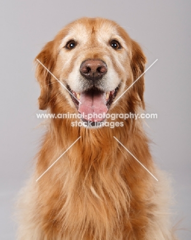 cheerful Golden Retriever