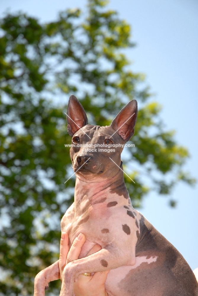 American Hairless Terrier being held up