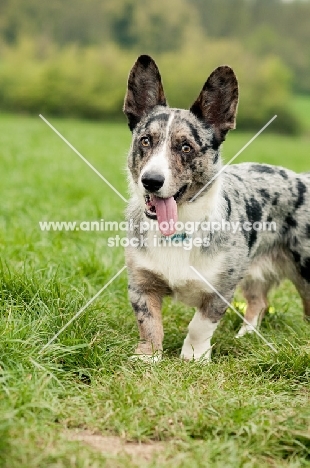 Cardigan Corgi