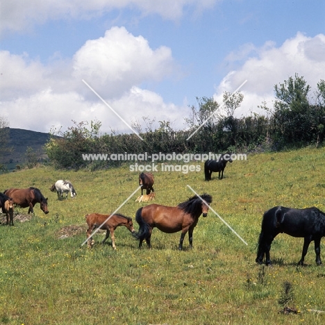 group of shilstone rocks dartmoor mares and foals, shilstone rocks baccarat on right, in field near widecome 