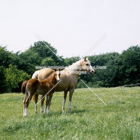 palomino mare and her chestnut foal
