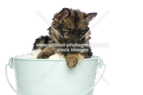 German Shepherd (aka Alsatian) puppy, on bucket, looking down