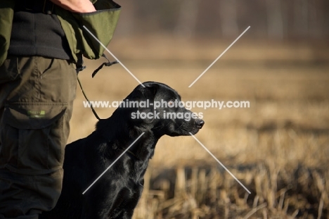 black labrador on a lead in a field