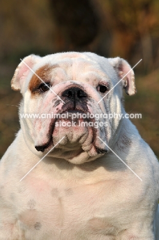 Bulldog portrait