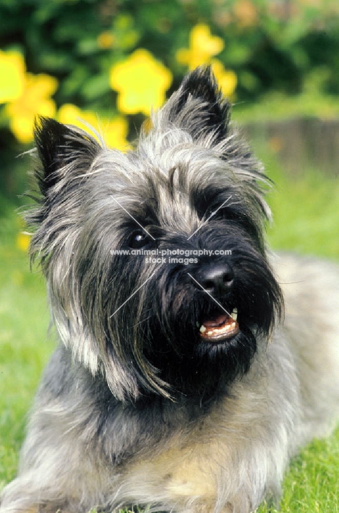 cairn terrier portrait, on grass