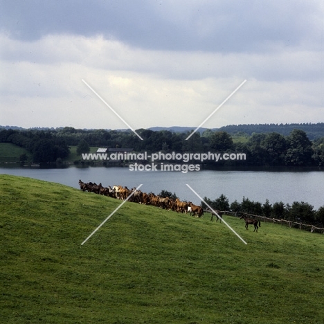 group of trakehners at trakehner gestüt rantzau