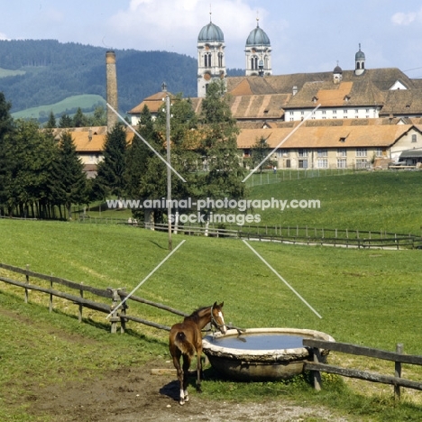 Eindiedler foal at water trough in pasture at Einsiedeln Monastery  