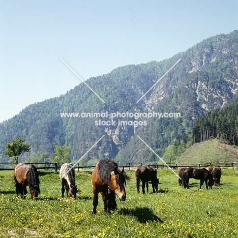 noric horse in an austrian valley 