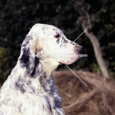 english setter portrait