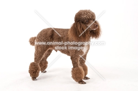 Toy Poodle on white background, side view