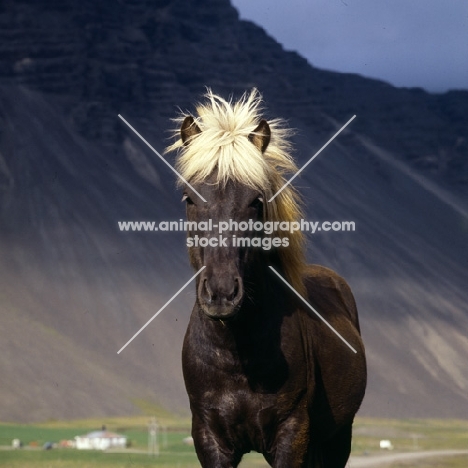 Iceland horse at Hofn