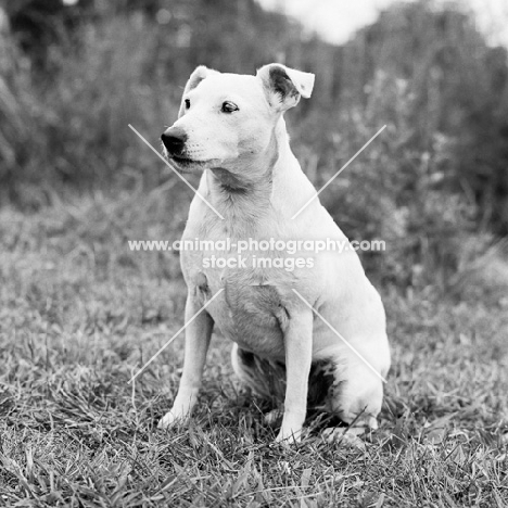 rather fat mongrel sitting