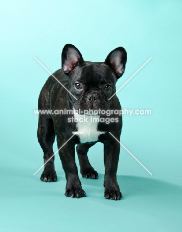 young French Bulldog on light blue background