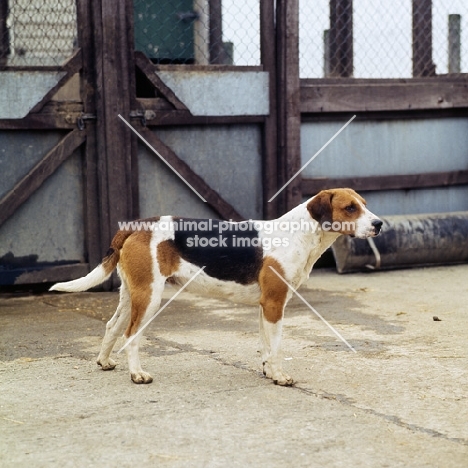 harrier standing in a enclosure at hunt kennels