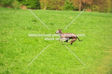 Spanish Galgo (Galgo Espanol) running