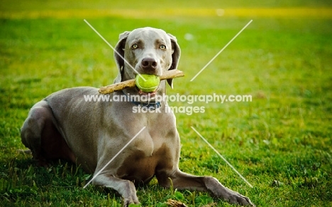 Weimaraner with stick and ball