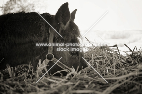 horse eating hay