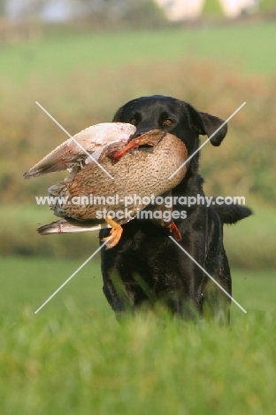 Labrador Retriever retrieving duck