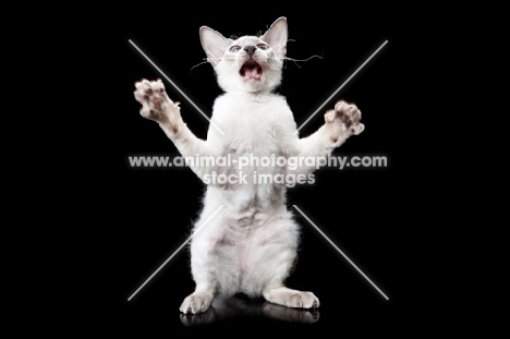 Peterbald cat, jumping