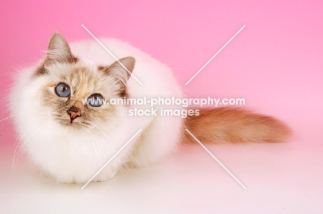 blue tortie Birman crouching on pink background