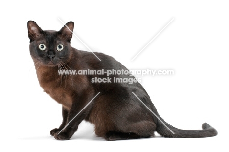 sable Burmese cat on white background