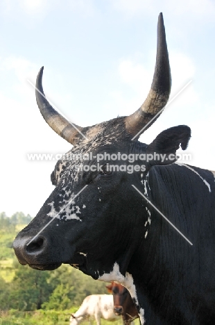 Nguni Cattle