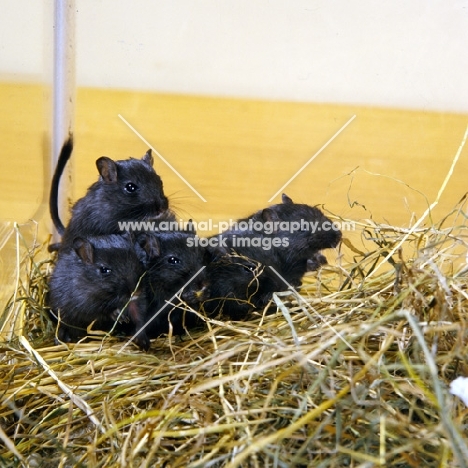 group of five black gerbils  together on hay bedding