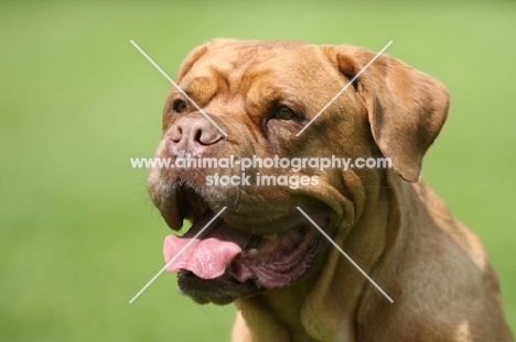 Dogue de Bordeaux portrait