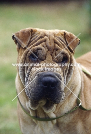 frowning shar pei