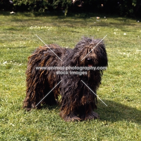 bergamasco standing on grass