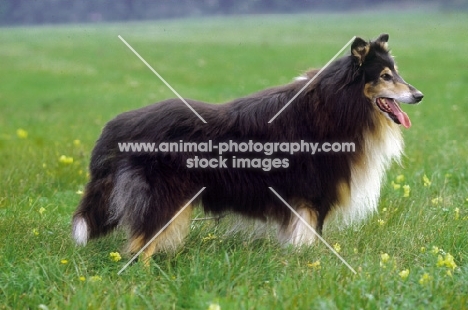 rough Collie standing in field
