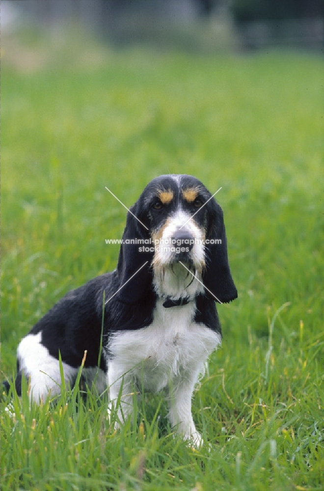 Berner Niederlaufhund in grass