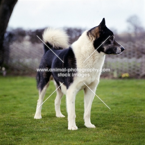 siberian husky, inuk, looking away