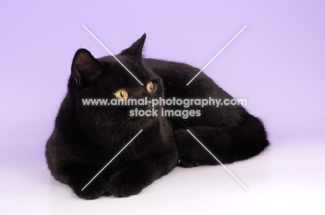 black british shorthair cat