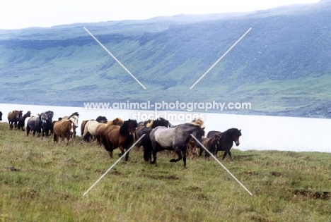 iceland mares and foals beside water at olafsvellir, iceland