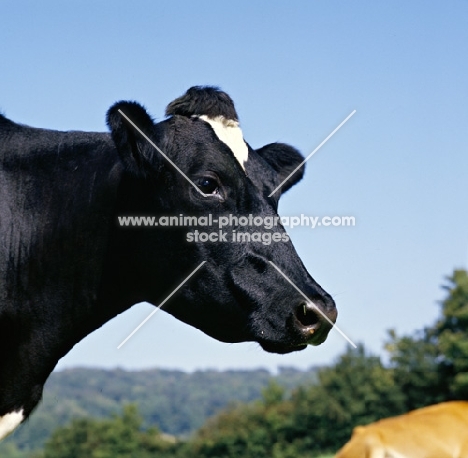  holstein friesian cow protrait