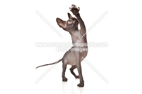 young Peterbald reaching