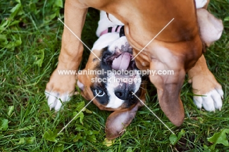 Boxer puppies playing